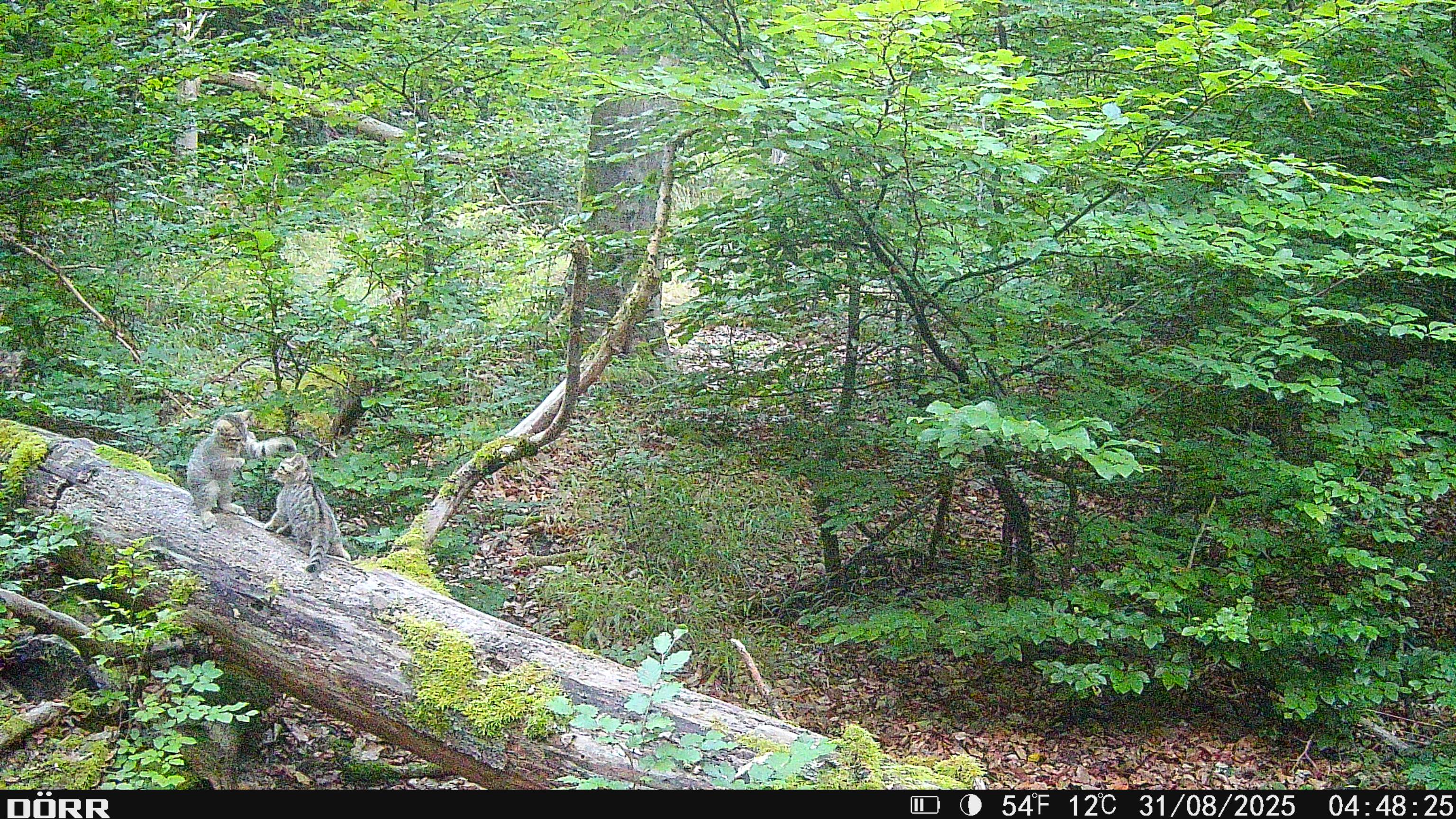 Wildkatzen im Marburger Uniwald