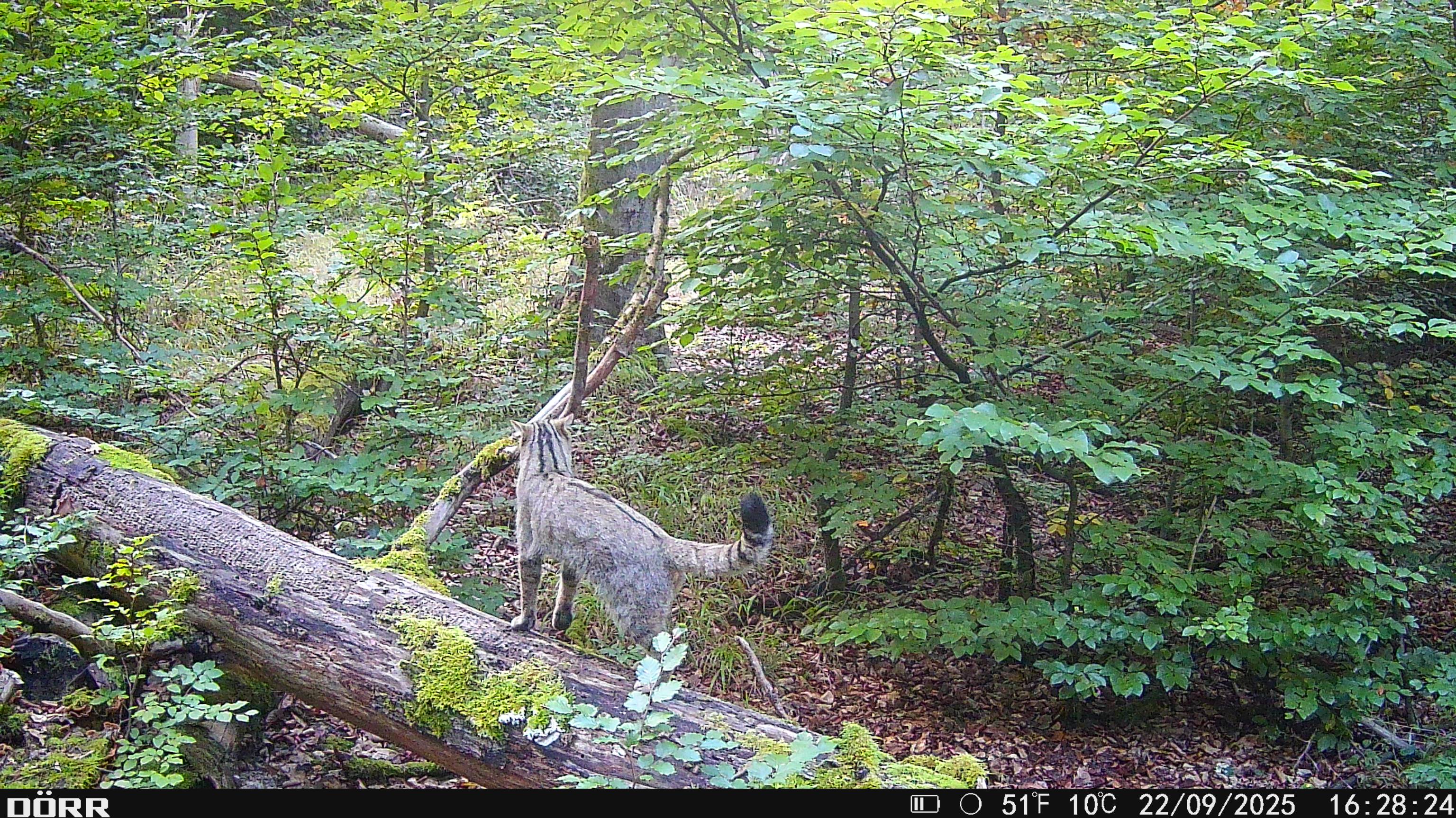 Wildkatze im Marburger Uniwald